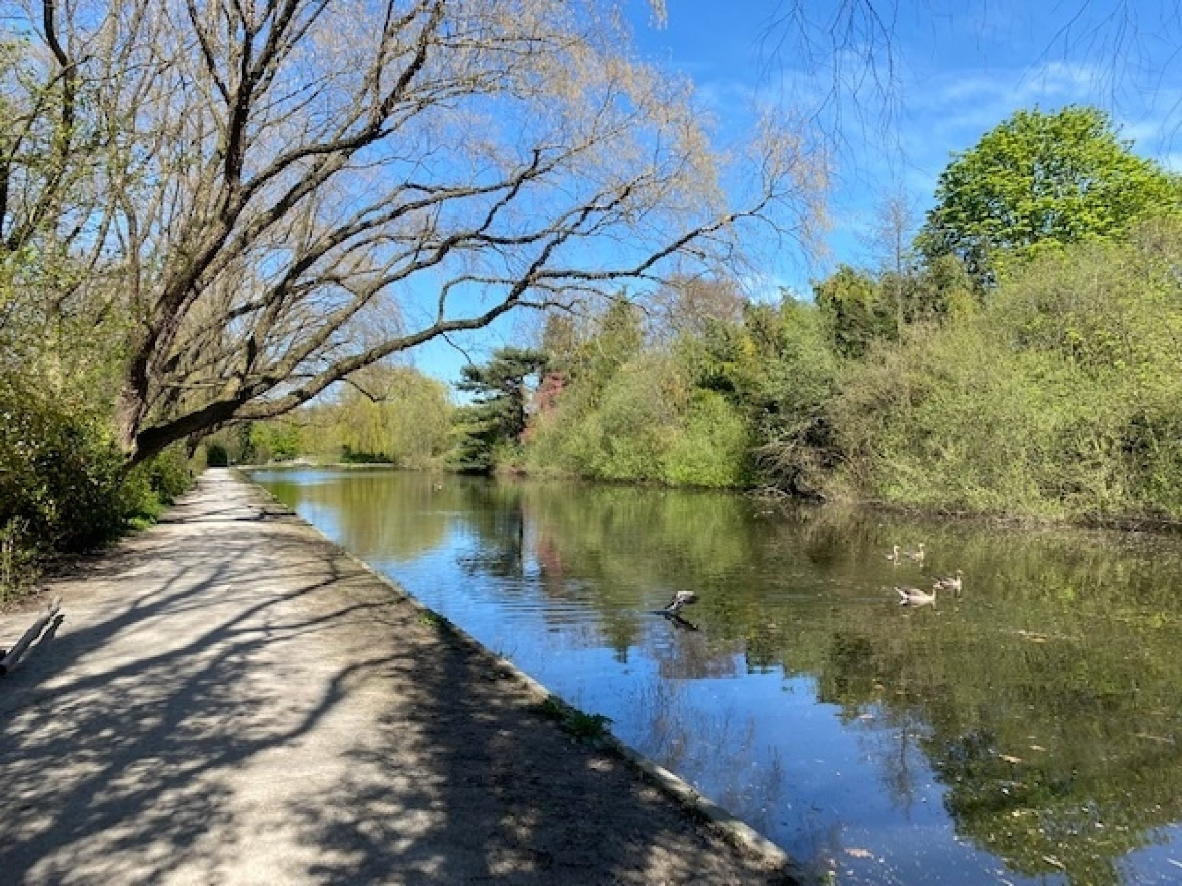 Zonnedauw 9 foto 46